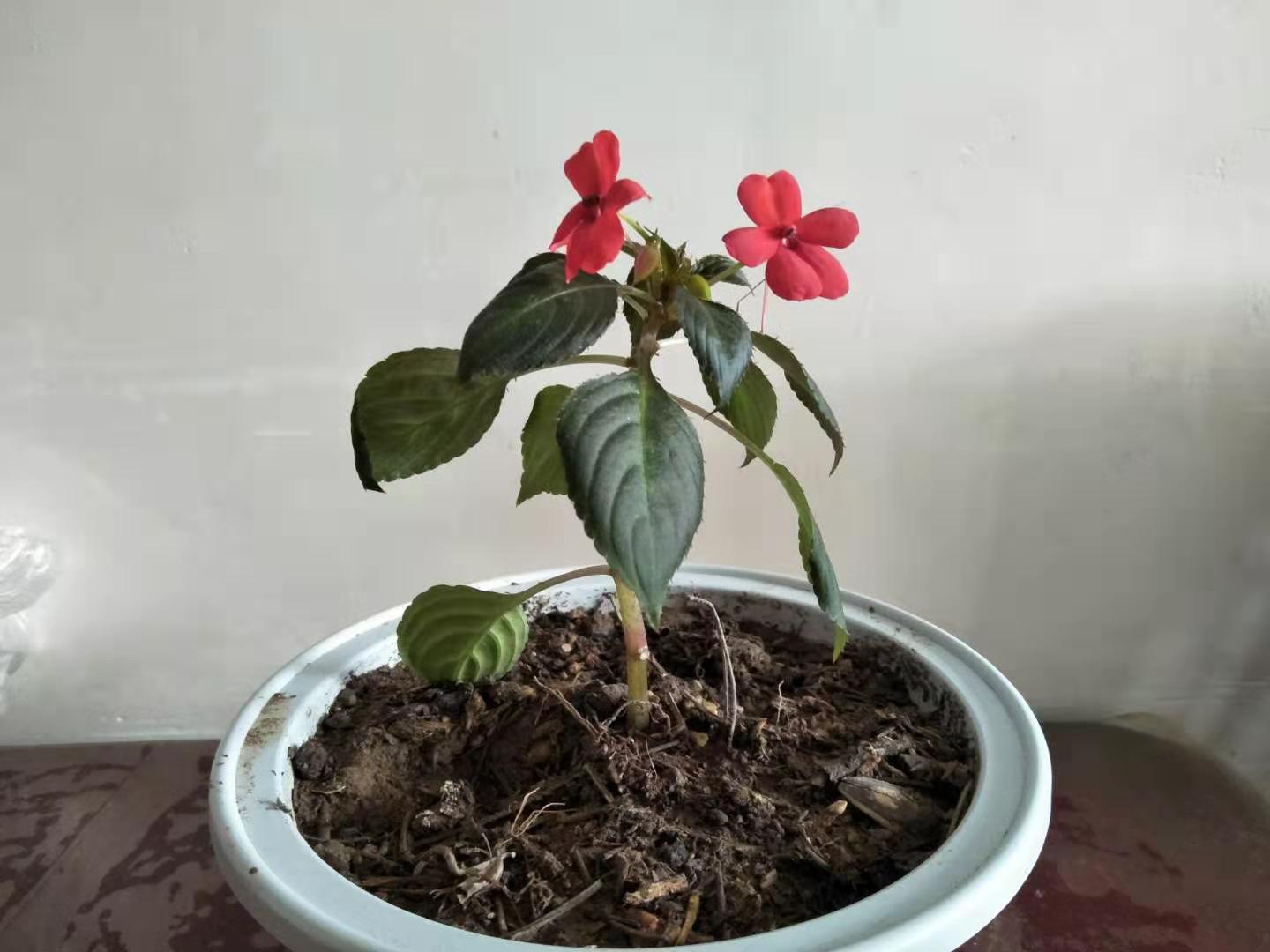 水梅花掉叶掉花怎么办,水梅花老是黄叶落花苞什么原因