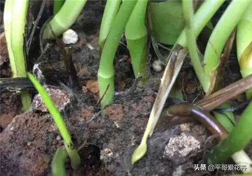 绿萝吊兰能活多久,怎么拯救要死的绿萝