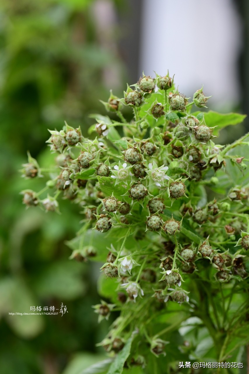 树莓在庭院怎么种植,树莓可在院子里种吗