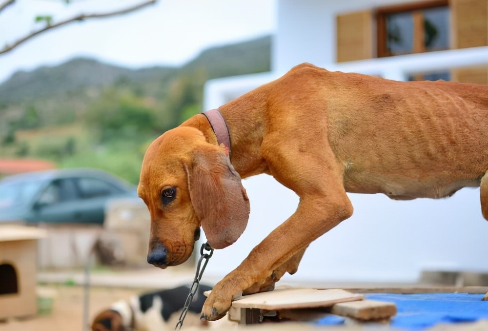 狗狗挑食导致营养不良怎么办,防治狗狗营养不良