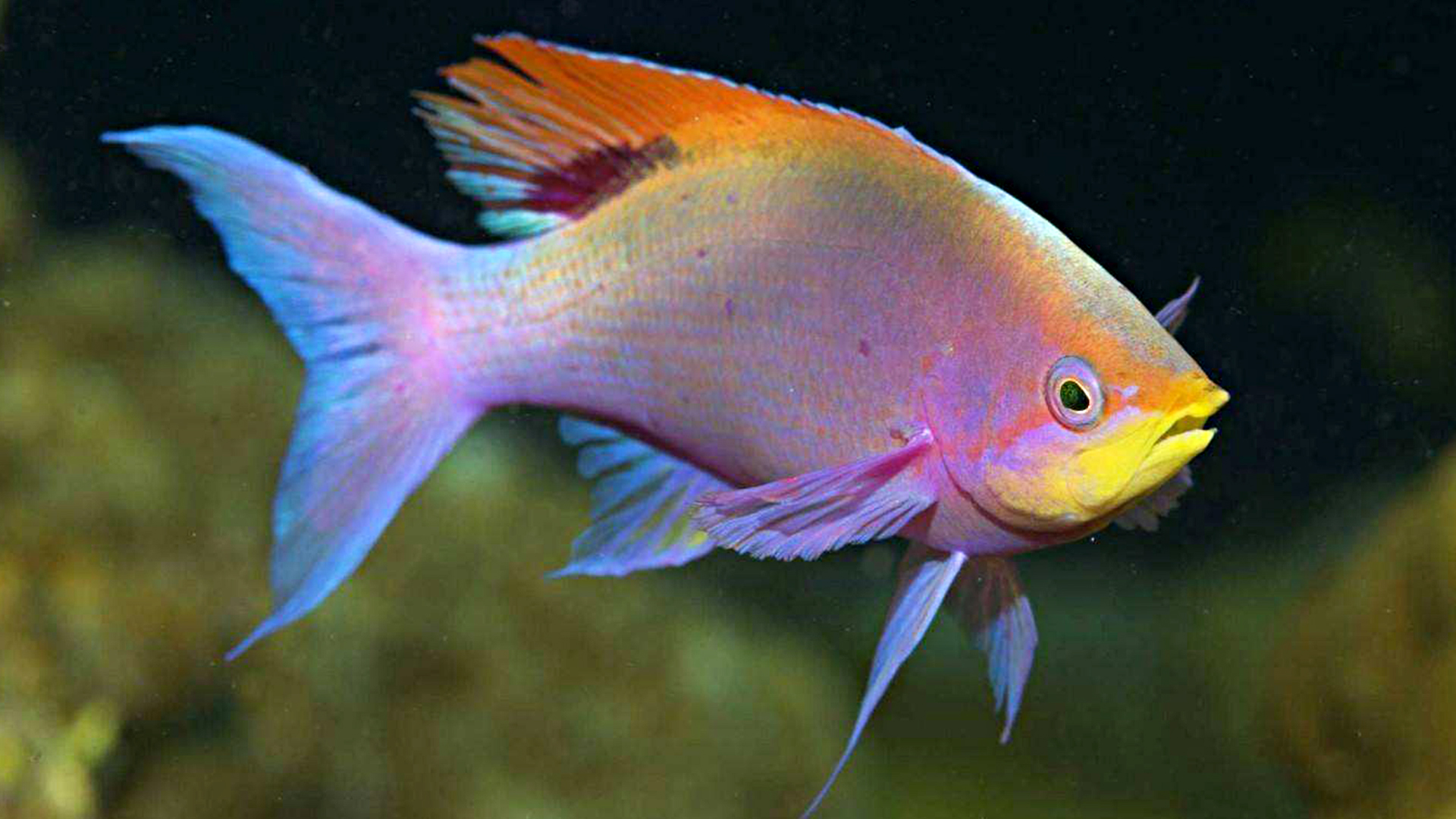 蜗牛智商高的动物,盘点动物世界最慢的动物蜗牛