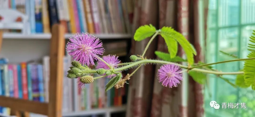 你所向往的生活都在哪里,你所向往的生活是啥样的