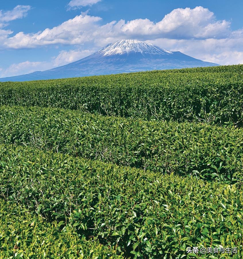 富士山下茶饮,富士山下的乌龙茶