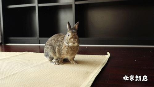 北京有没有撸猫的地方,福州撸兔兔的店