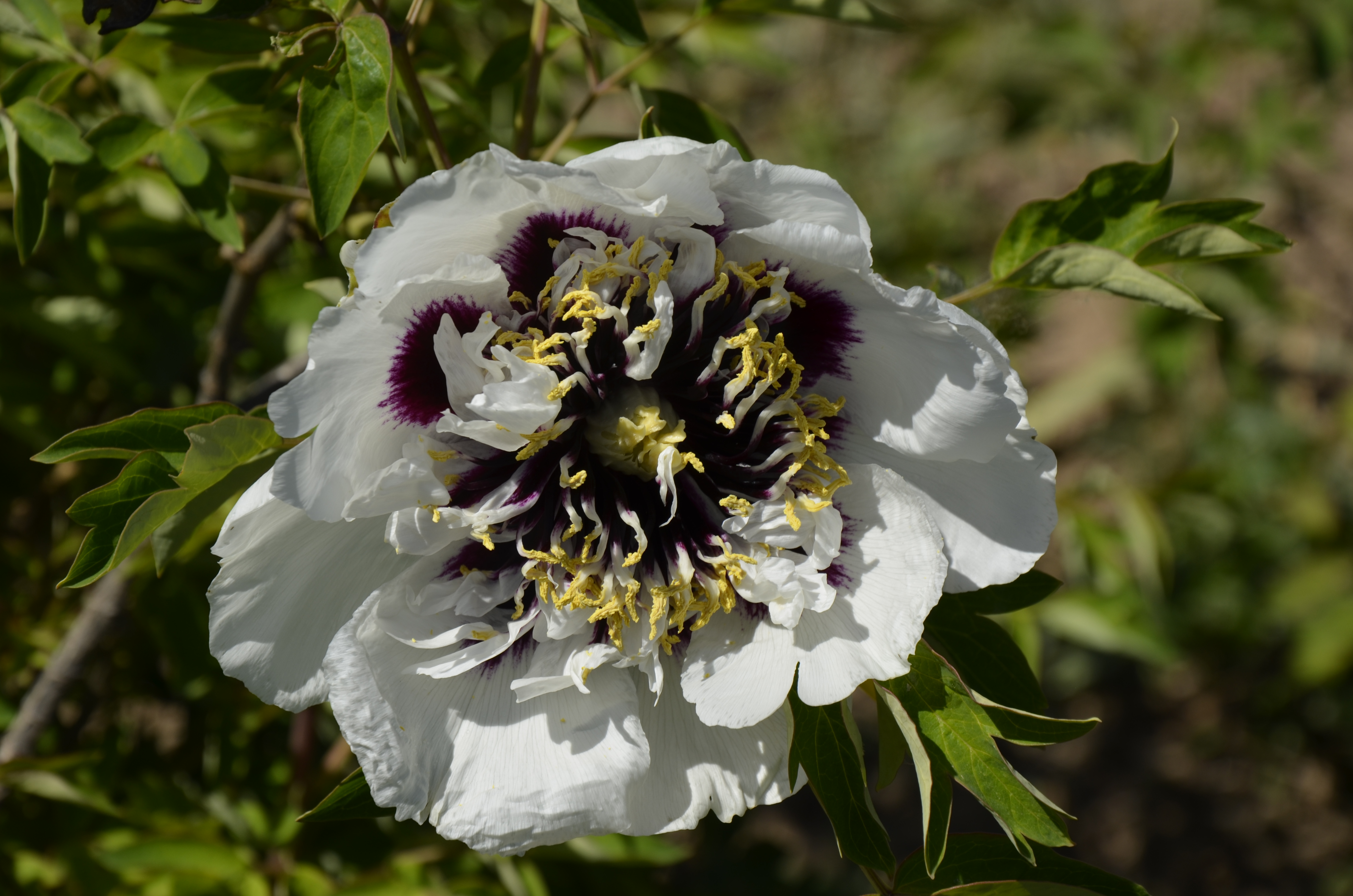 牡丹，熟悉而陌生——“花王”的前世今生，带你重新认识牡丹