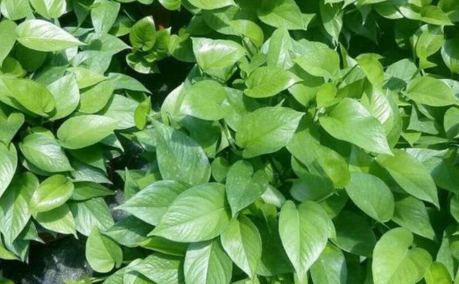 绿萝浇什么养得旺盛妙招,浇什么水才能让绿萝长得茂盛