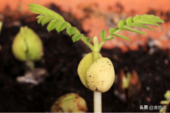 吃完的果核不要扔,吃完的水果核可以扔在土里吗