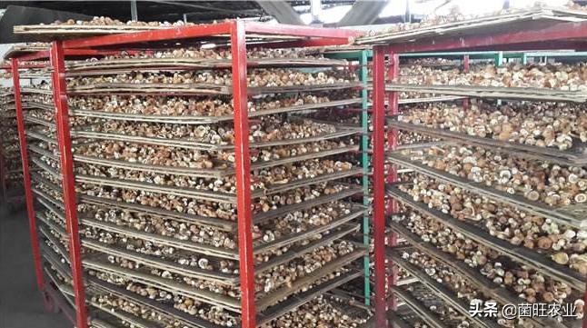 家庭没有烘干机香菇怎么烘干,香菇烘干机的操作