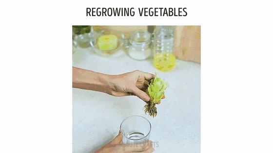 水培蔬菜家庭阳台种菜超简单,不用土在家种菜简单方法