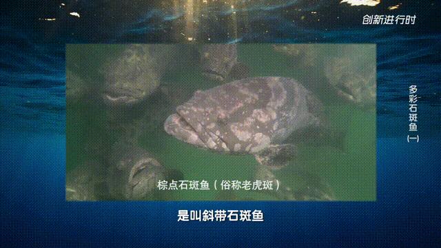 一条石斑鱼,一条石斑鱼一碗白饭