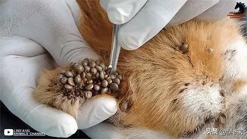 身上出现许多小黑痣,身上出现凸起黑痣一定要重视