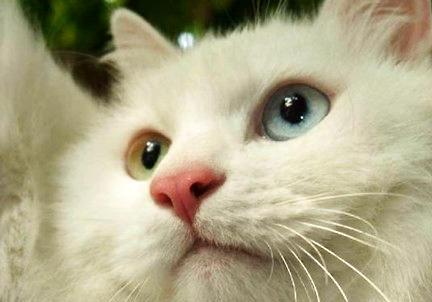 关于猫咪的胡须,猫咪胡须的秘密你知道吗