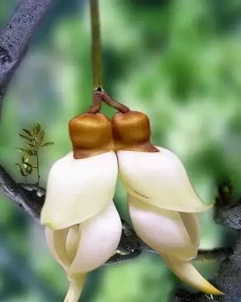 世界顶级奇花异卉,最美奇花异卉