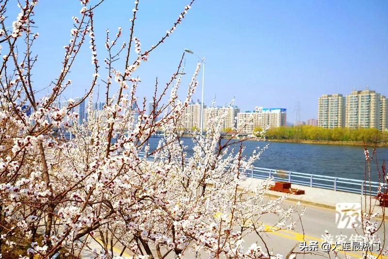 辽宁踏青赏花地点推荐,辽宁春游踏青赏杜鹃花