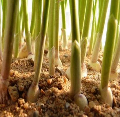 大蒜为什么倒苗,大蒜面包蒜发生原因及防治措施