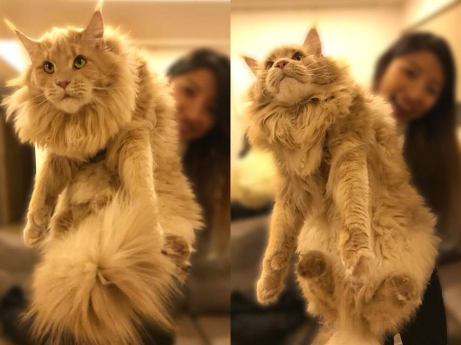 有个缅因猫撞脸王鹤棣吗,缅因猫撞脸易烊千玺视频