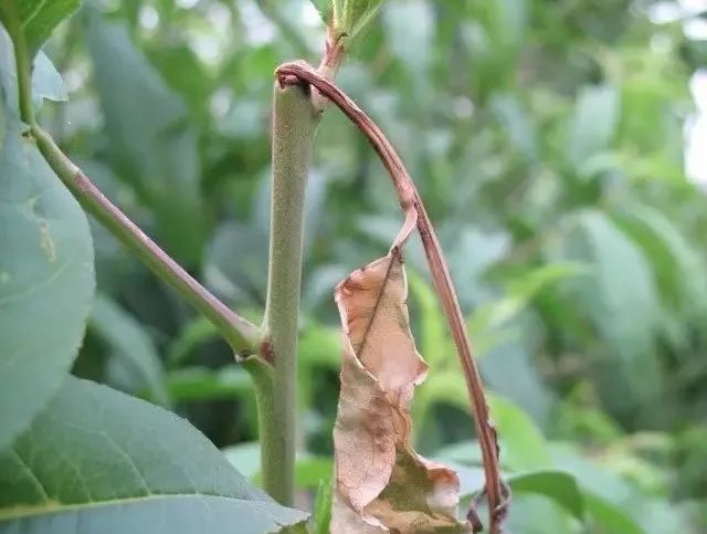 防治梨小食心虫关键节点是几月份,梨小食心虫介绍及防治
