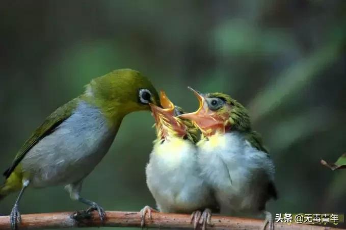 被囚34年取精，被迫亲手杀死爱子，最后只能挣扎着死去…