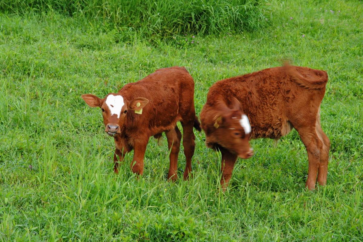 小牛肺炎有什么特效药,小牛肺炎的治疗方法