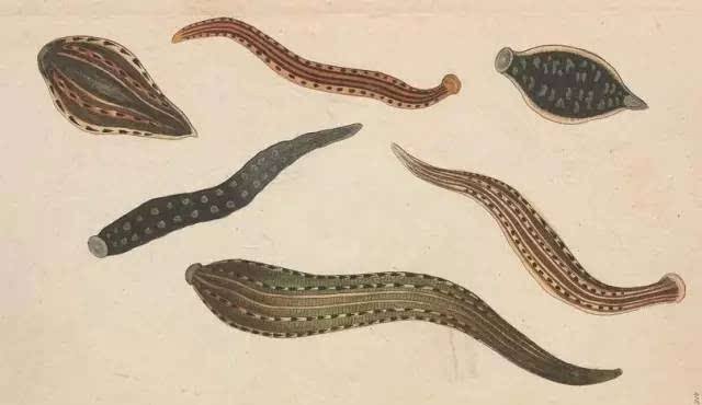 日本医蛭和菲牛蛭临床对比,菲牛蛭与日本医蛭区别