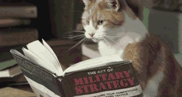 猫咪经常流泪是什么原因引起的？常见的猫咪眼部疾病有哪些？