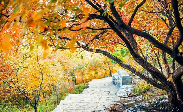 自古深情留不住唯有套路得人心gif,自古多情空余恨下一句是什么