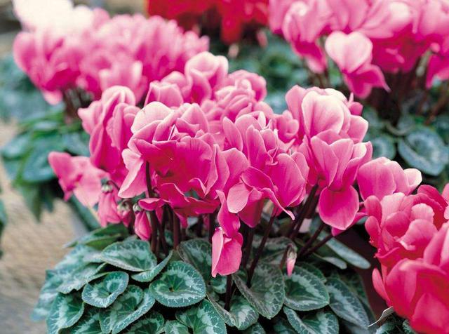 新买的仙客来黄叶,刚买的仙客来花都蔫了怎么办