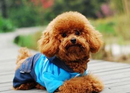 泰迪舔主人身体代表什么,泰迪犬舔毛怎么回事