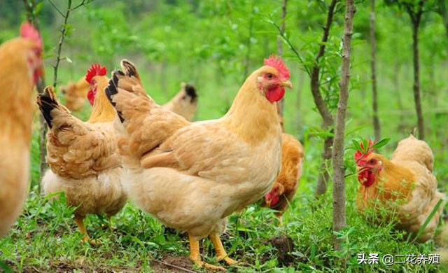 鸡的常见病有哪些怎么用药,鸡的常见病与治疗方法