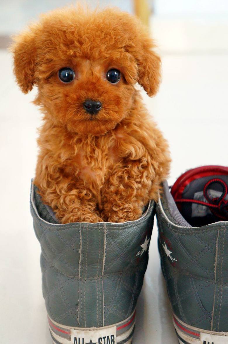 宠物狗来大姨妈怎么给它处理,狗狗新手铲屎官