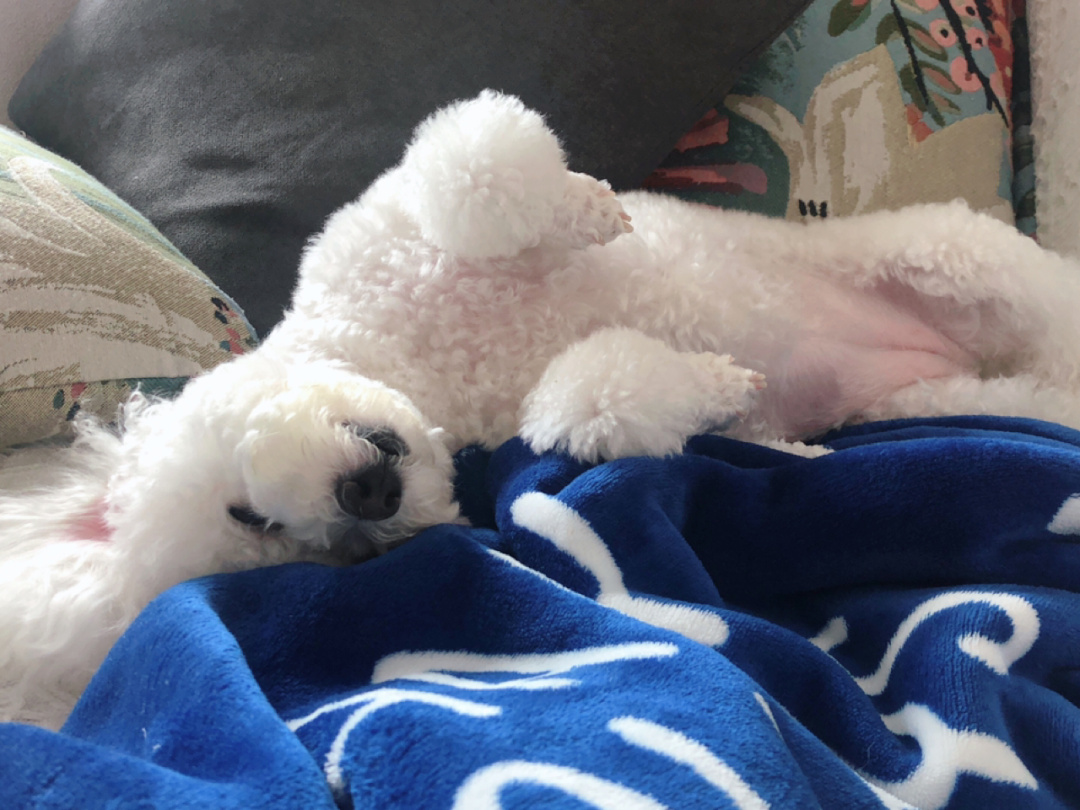 你睡着时狗狗会干什么,比熊犬一旦有这些举动