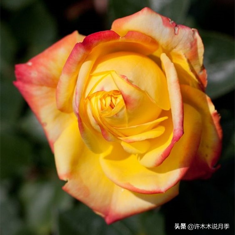 月季为什么不开花和品种有关系吗,买回来的月季不长花骨朵怎么办