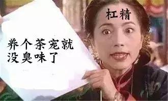 养仓第1步:如何挑选一只健康的仓鼠