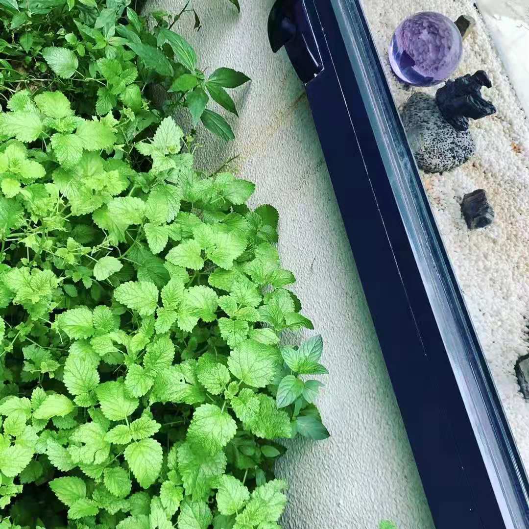 薄荷叶干做菜的用法,薄荷叶正确食用方式您学到了吗