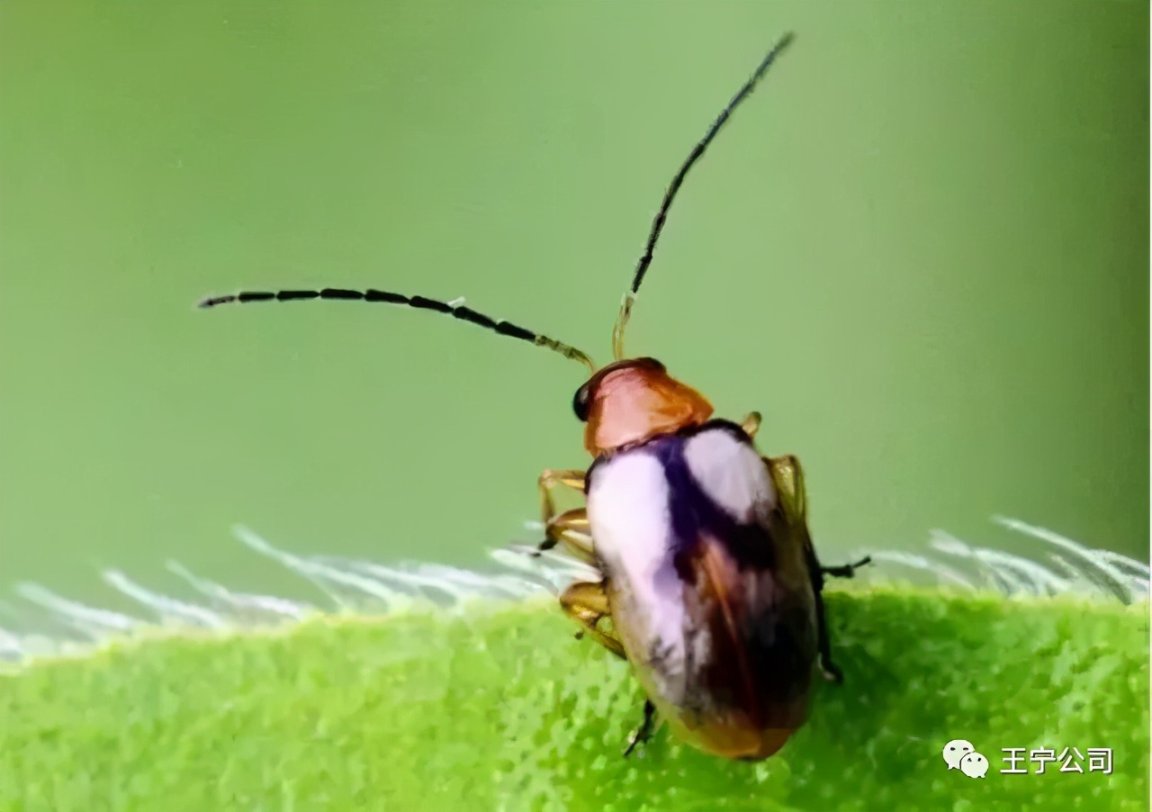 夏播玉米虫害图片大全,玉米虫害图谱高清大图