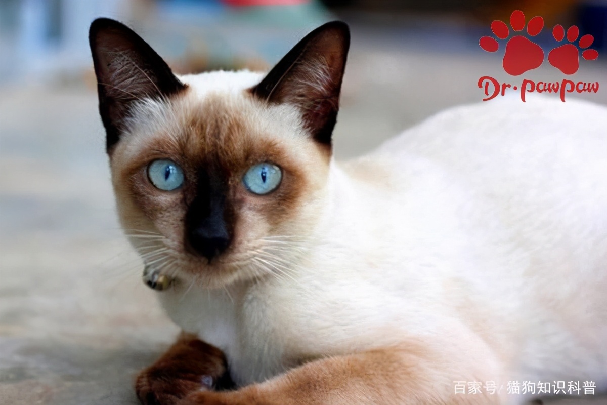 小奶猫鼻塞怎么办,小奶猫鼻腔堵了怎么办