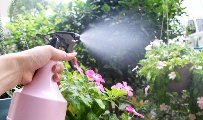 三角梅缺铁黄叶怎么补铁,为什么植物缺铁叶子会黄