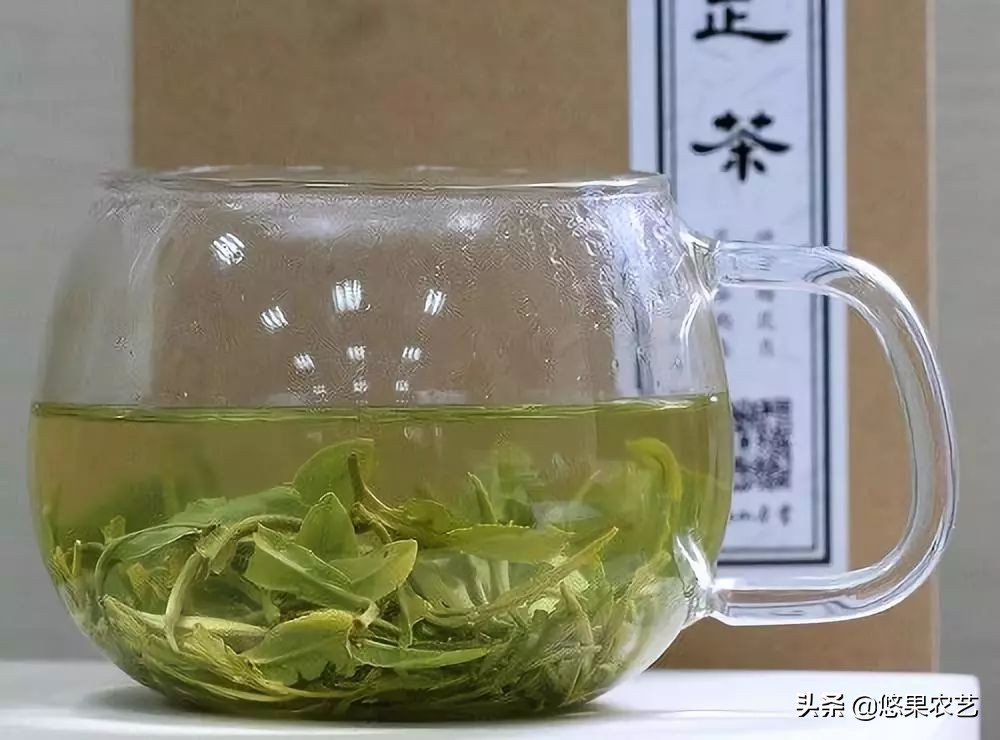 期待兰花香,再谈鸠坑群体种老茶园