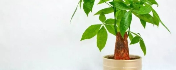 青叶常春藤的养护方法,发财树的养护方法与技巧