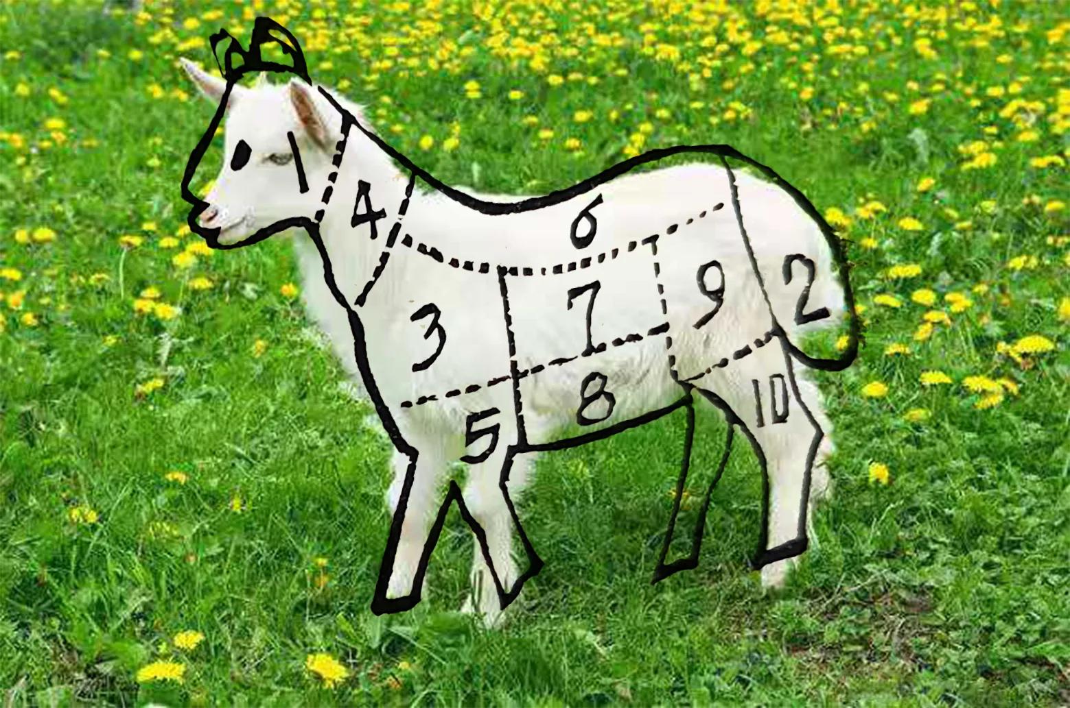 羊肉的脂肪高还是蛋白质高,羊肉的分类和用途