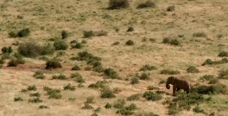 大象大战100只多头蛇,大象之间的求偶战