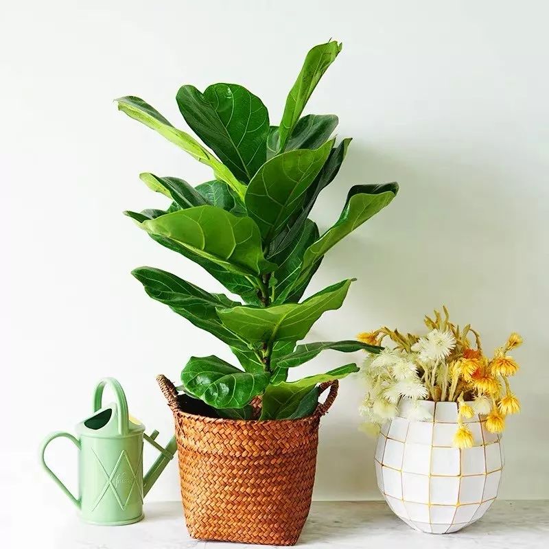 十大卧室养殖吸甲醛净化空气绿植,净化甲醛最有效绿植盆栽