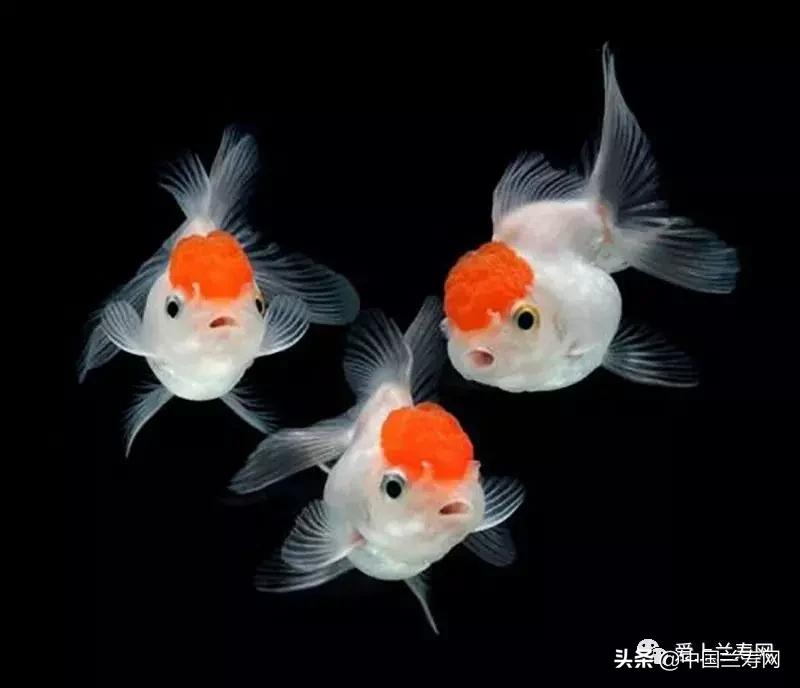 鹤顶红金鱼多久能长大,金鱼品种介绍之鹤顶红