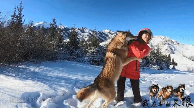 养狼disco：我在*疆新**，把狼养成了哈士奇