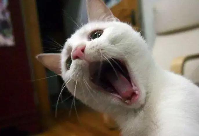 芝士为什么能顶住猫,最近网上说一片芝士就能封印猫咪