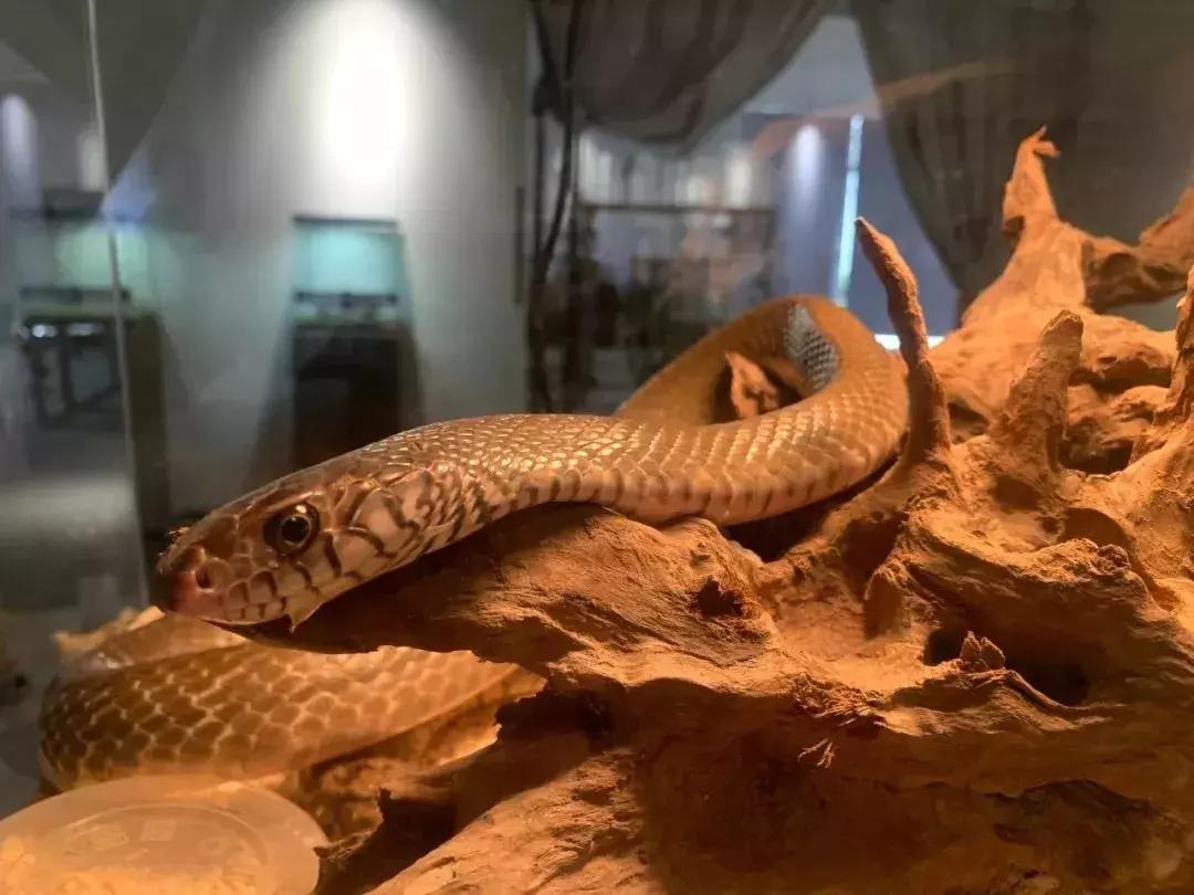 爆火广州溜娃圈的网红双展，宠粉价¥39.9买一送一！劲省二百多元