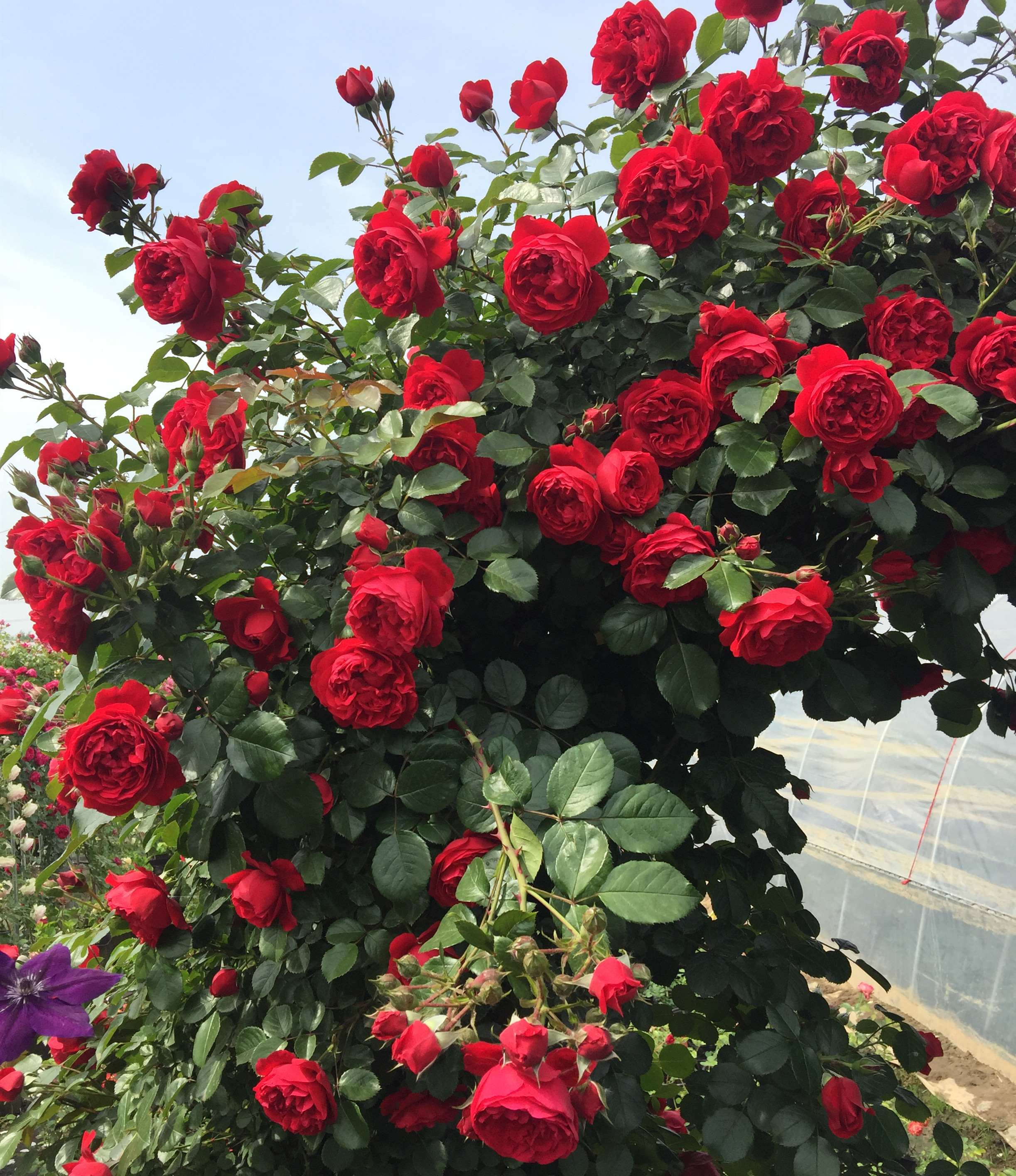 伊芙伯爵藤本月季的优缺点,艾拉绒球藤本月季优缺点