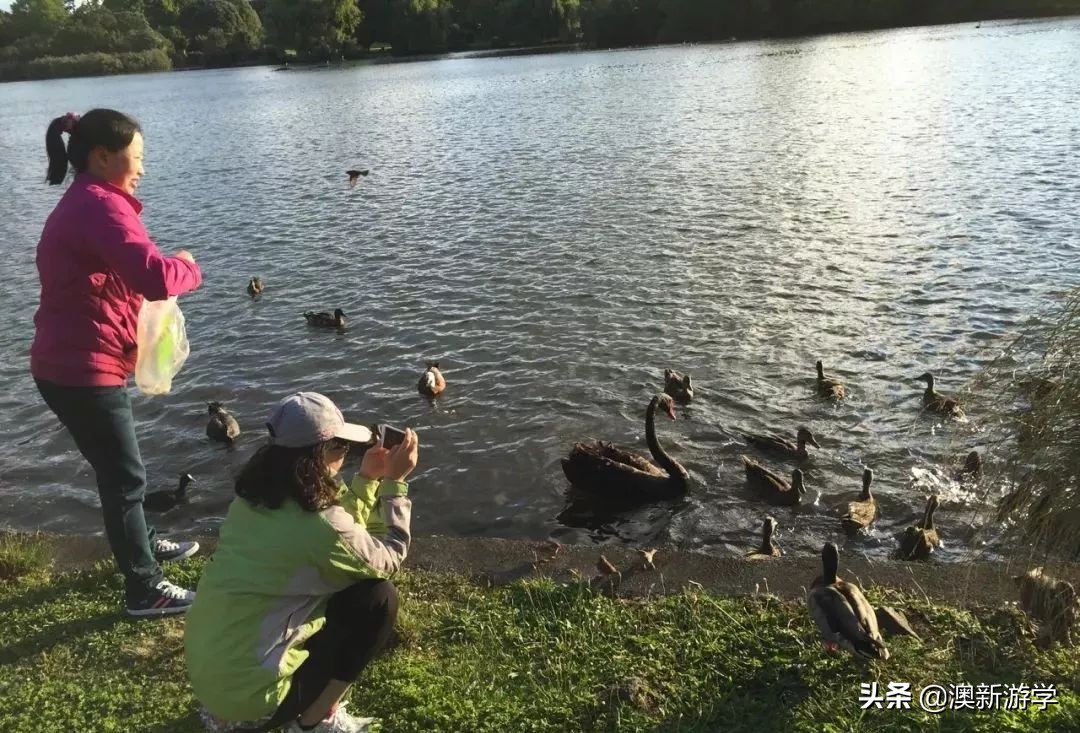 新西兰游学冬令营两周费用,新西兰游学团推荐