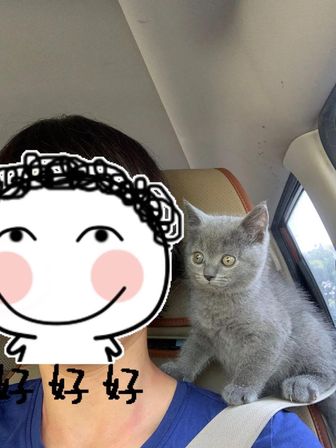 养一只英短蓝猫需要花多少钱,养猫咪的基础知识2个月蓝猫