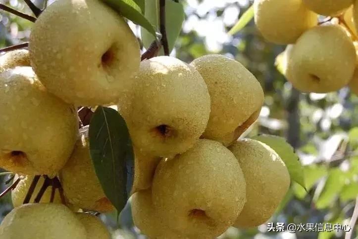 中国水果大全,中国水果大全图片和名字